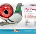 High Energy NL 20 1249604